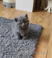 BKH KITTEN (Britisch Kurzhaar)