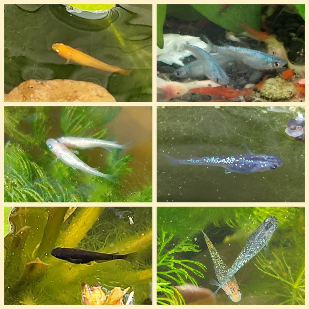 Medaka Mix Oryzias Latipe Teich Aurora White Red King Blue