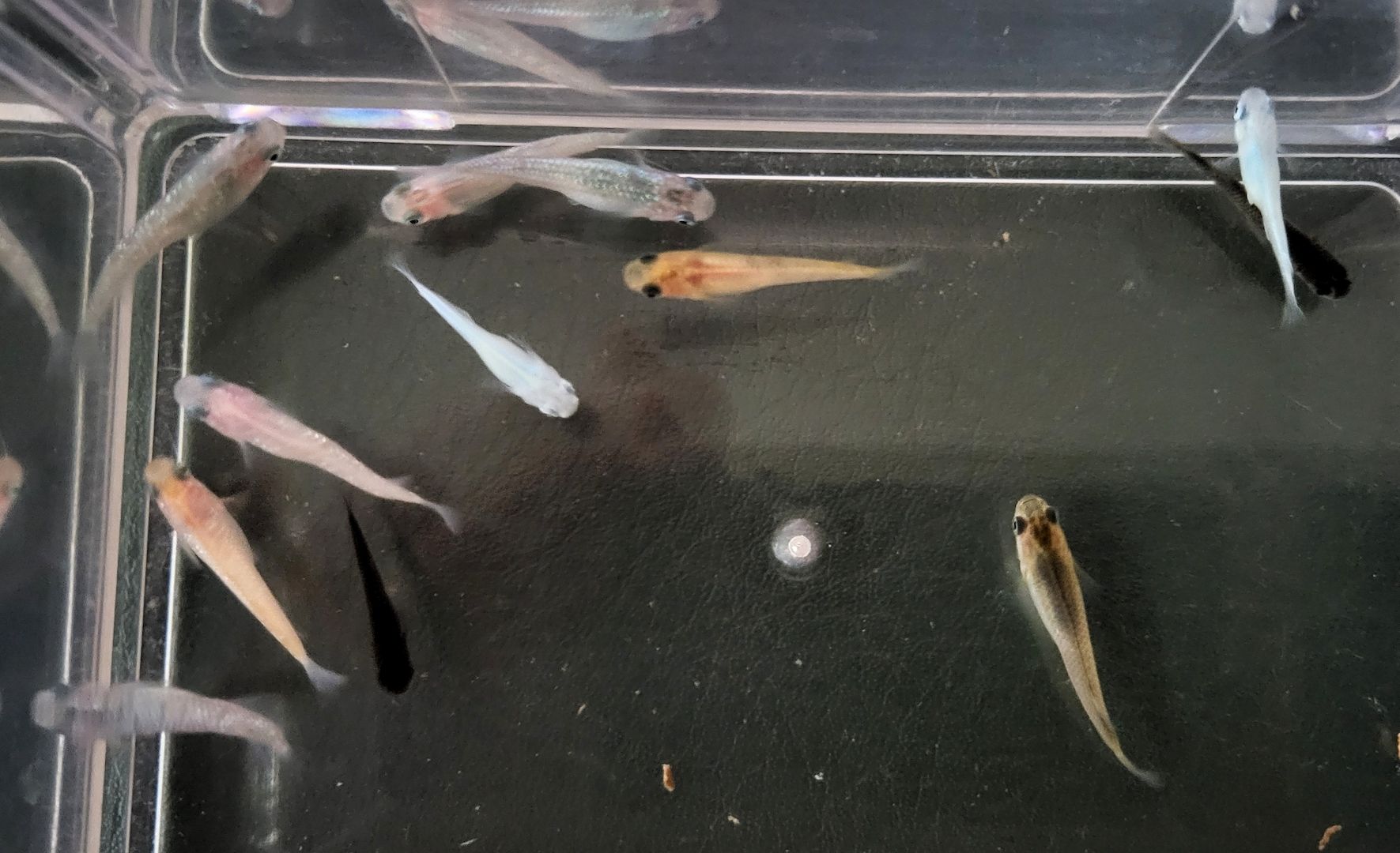 Medaka Mix Oryzias Latipe Teich Aurora White Red King Blue