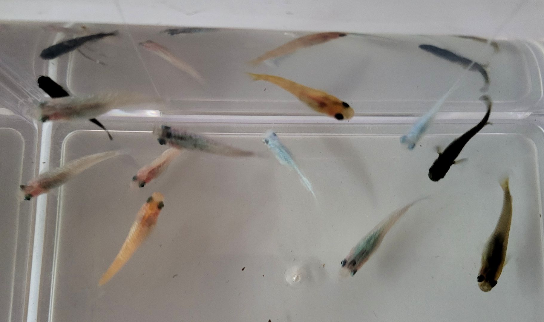 Medaka Mix Oryzias Latipe Teich Aurora White Red King Blue
