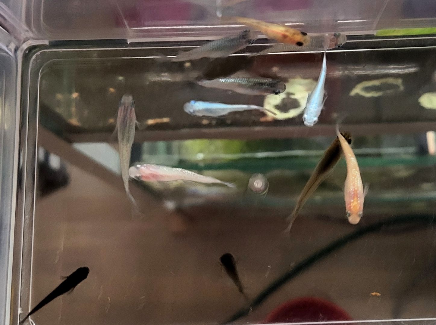 Medaka Mix Oryzias Latipe Teich Aurora White Red King Blue
