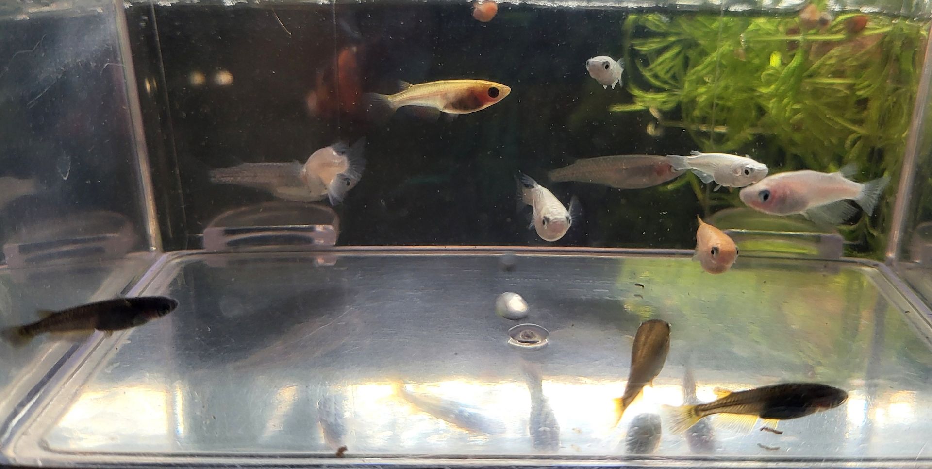 Medaka Mix Oryzias Latipe Teich Aurora White Red King Blue