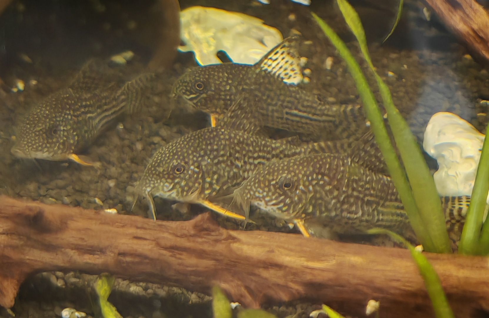 5er Gruppe Sterbai Panzerwels Hoplisoma (ehem. Corydoras)