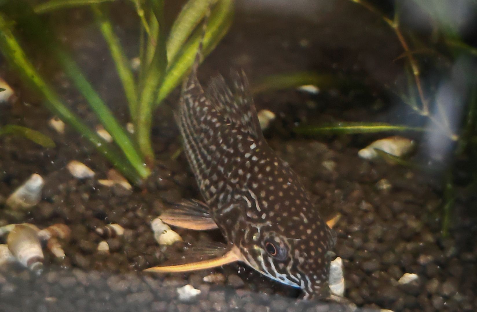 5er Gruppe Sterbai Panzerwels Hoplisoma (ehem. Corydoras)