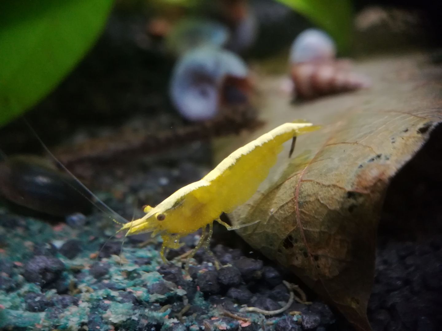 Yellow Fire Neon Garnelen (Neocaridina davidi) gelb 10 St. = 18€