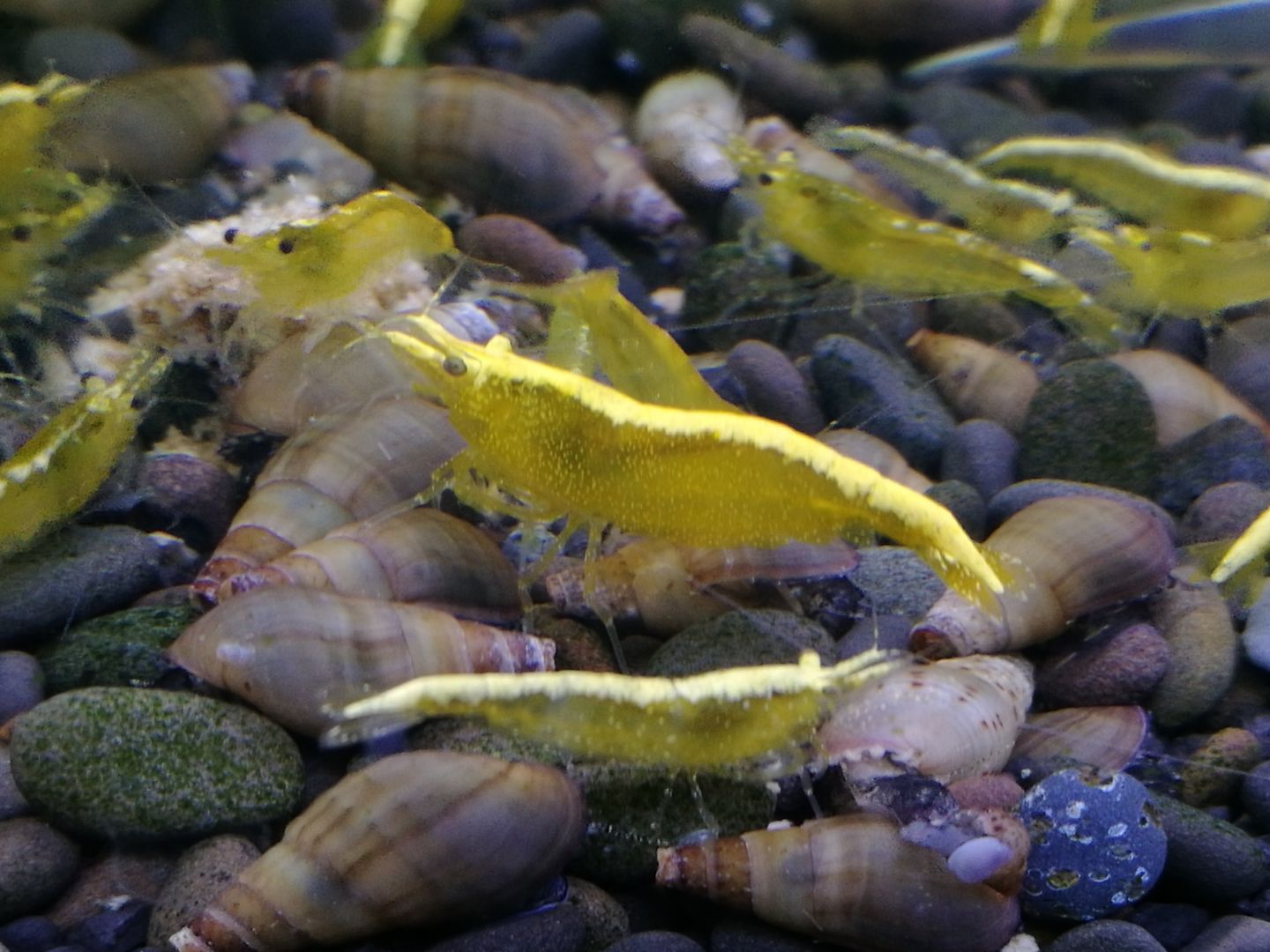 Yellow Fire Neon Garnelen (Neocaridina davidi) gelb 10 St. = 18€