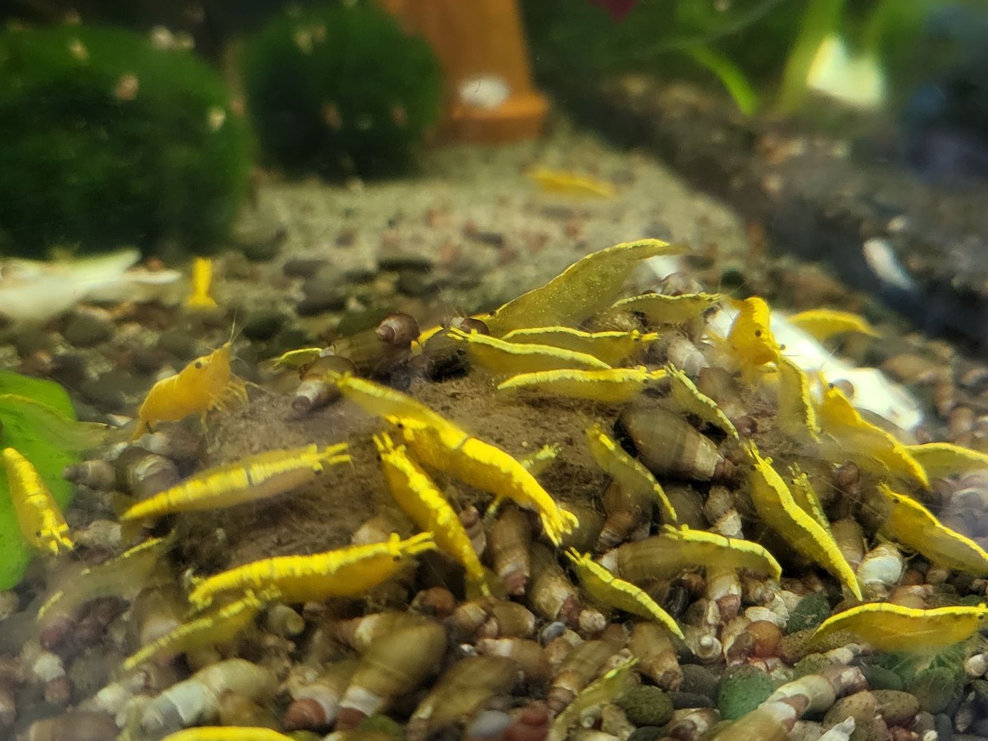 Yellow Fire Neon Garnelen (Neocaridina davidi) gelb 10 St. = 18€