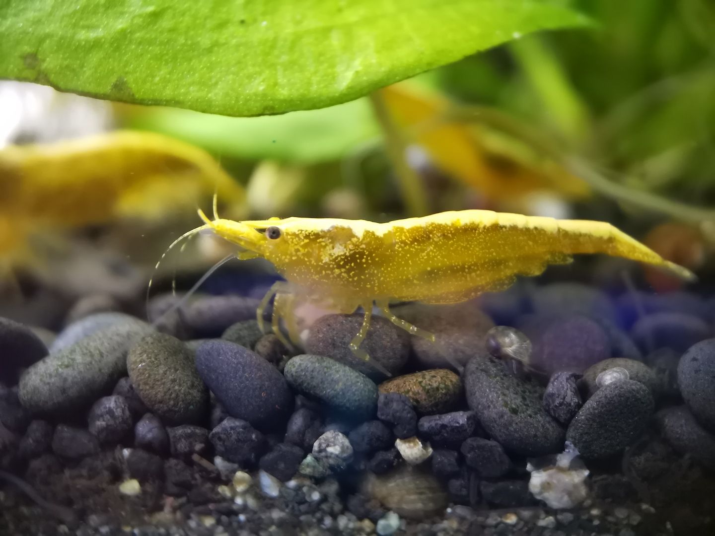 Yellow Fire Neon Garnelen (Neocaridina davidi) gelb 10 St. = 18€