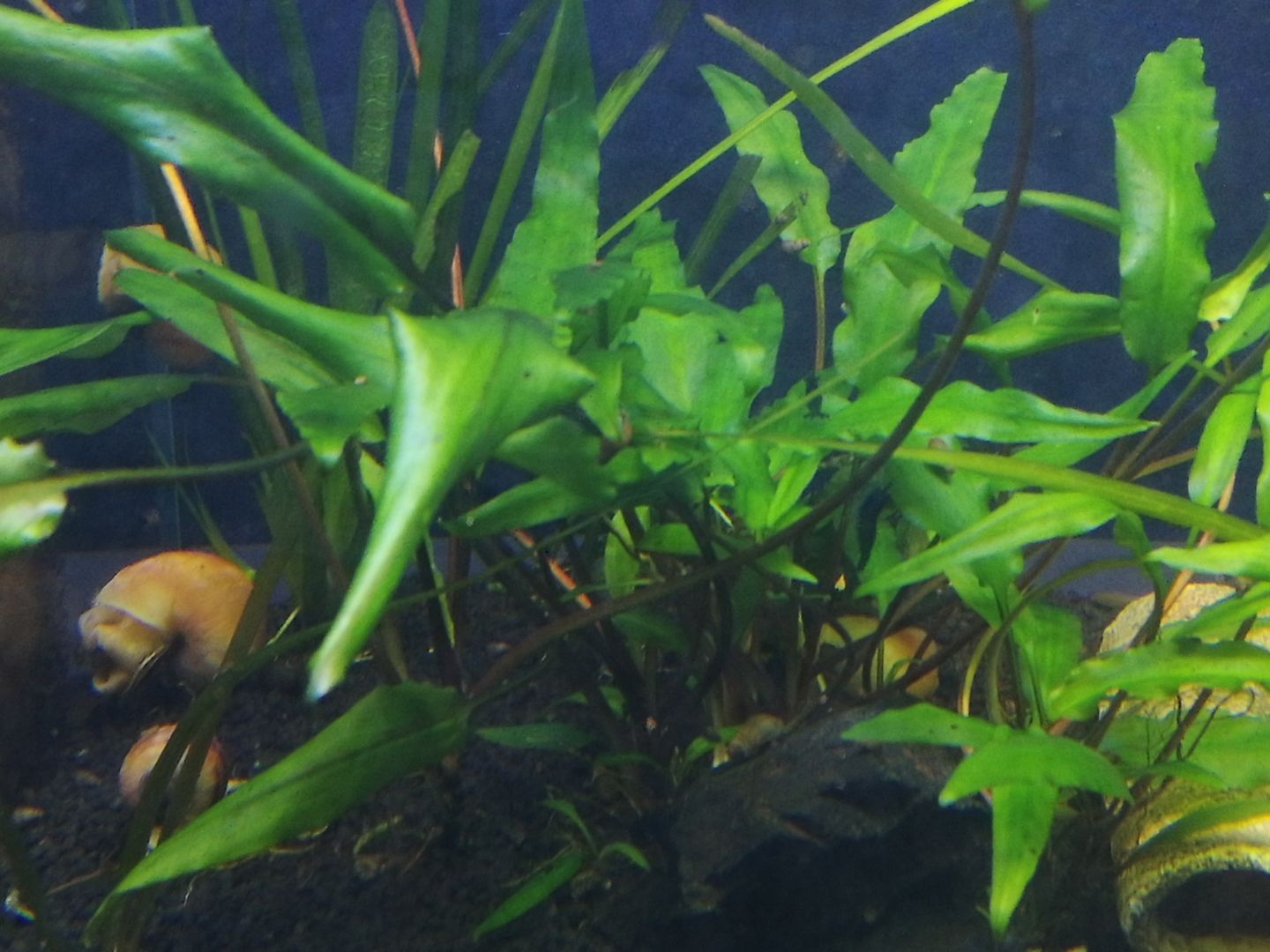 Ableger Wasserkelch (Cryptocoryne), Versand möglich