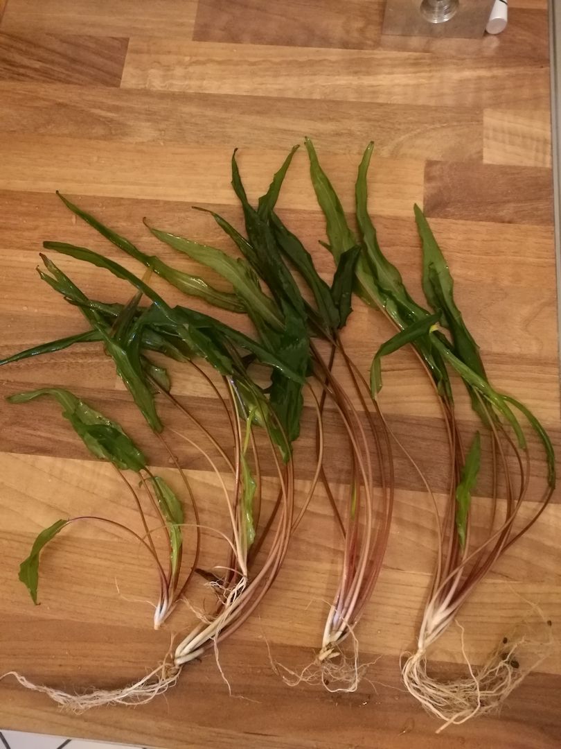 Ableger Wasserkelch (Cryptocoryne), Versand möglich