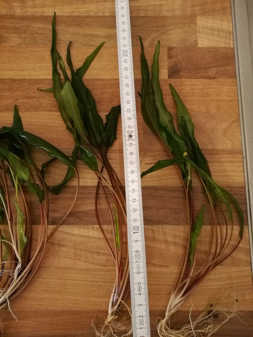 Ableger Wasserkelch (Cryptocoryne), Versand möglich