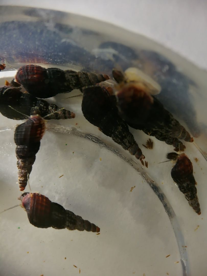 schwarze Turmdeckelschnecken Melanoides maculata 2 St. = 1€