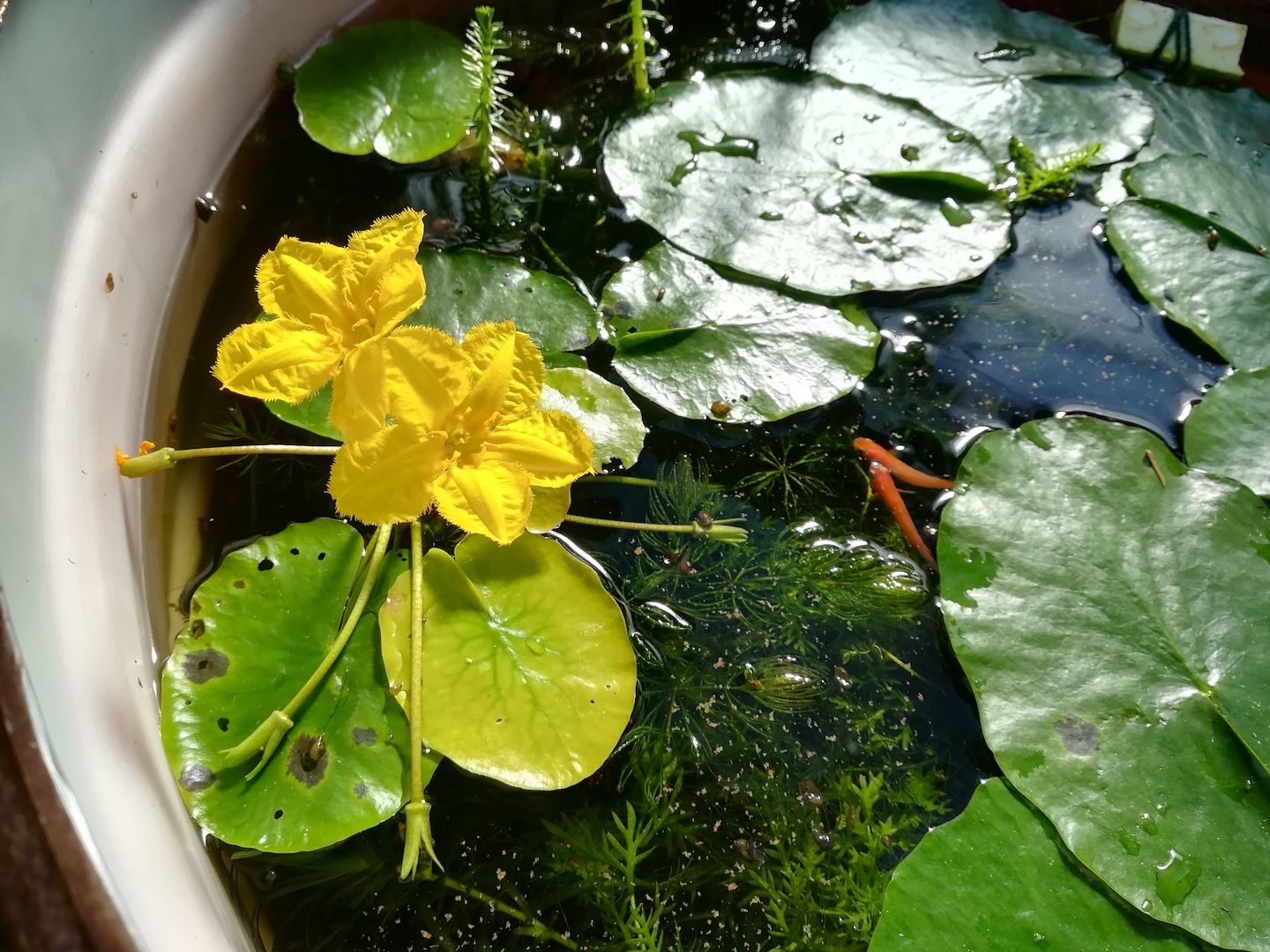 gelb blühende Seekanne Teichpflanze Ableger VERSAND Teich