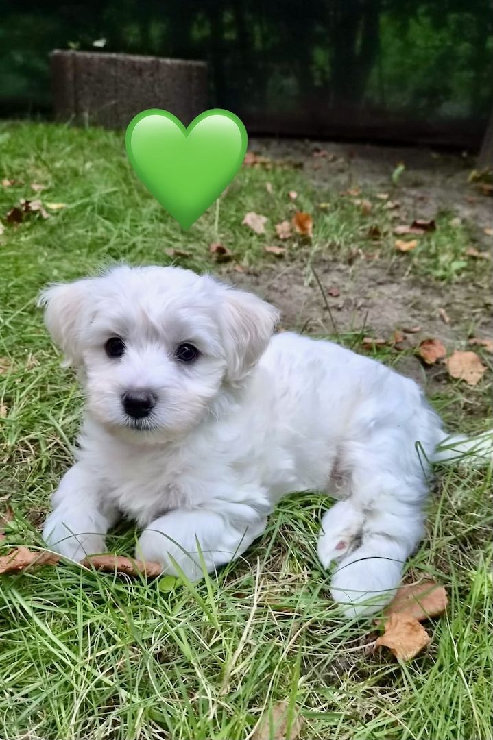 Liebevolle Malteser-Welpen – 4 Mädchen & 3 Jungen