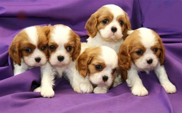 Cavalier King Charles Spaniel-Welpen