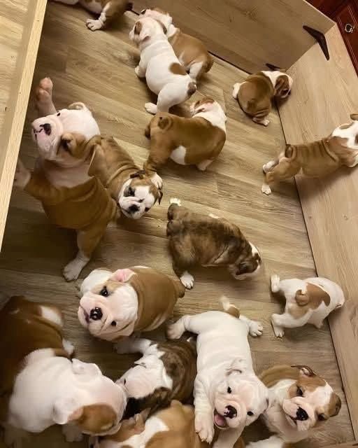 Englische Bulldoggen-Welpen suchen ein neues Zuhause