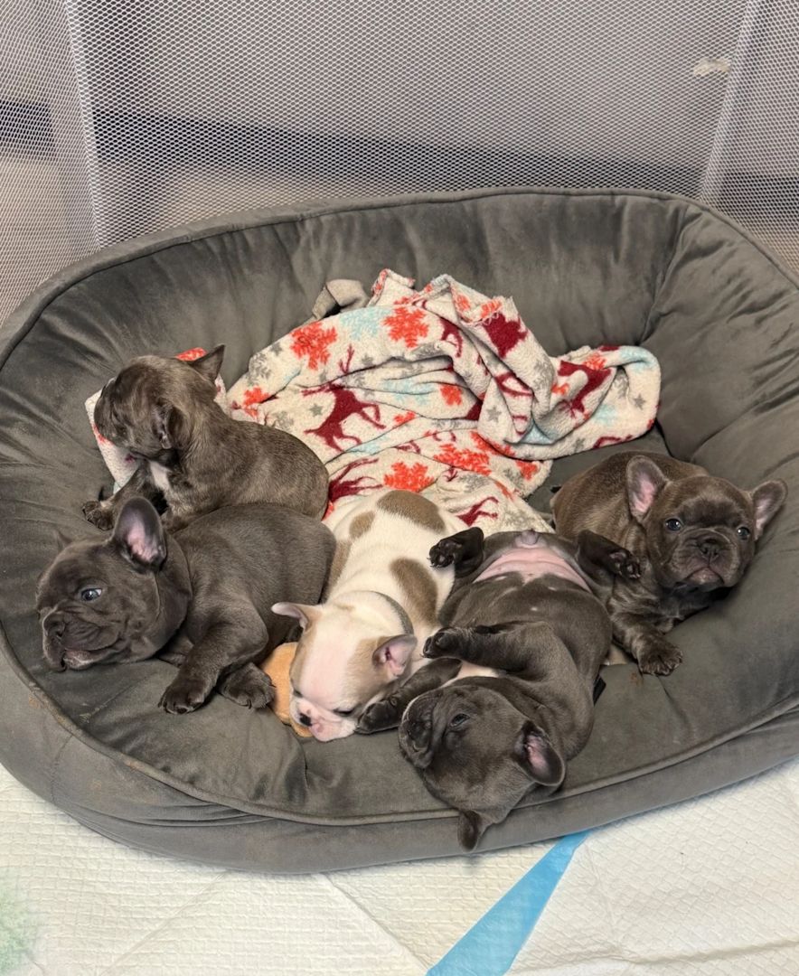 Französische Bulldoggen-Welpen suchen ein neues Zuhause