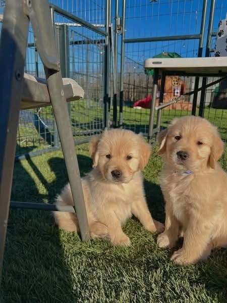 Golden-Retriever-Welpen suchen ein neues Zuhause