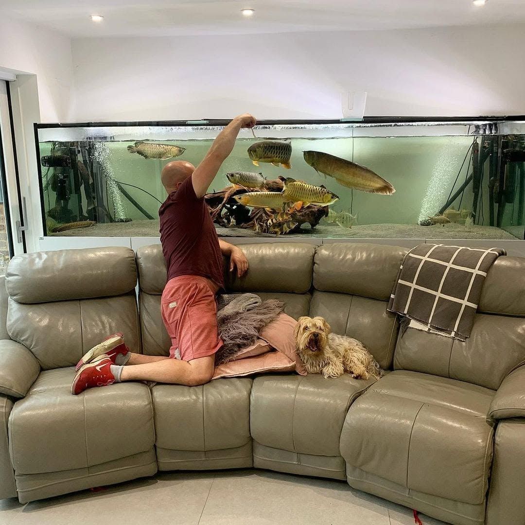 Super Red Arowanas und viele weitere Arten sind ab sofort erhältlich.