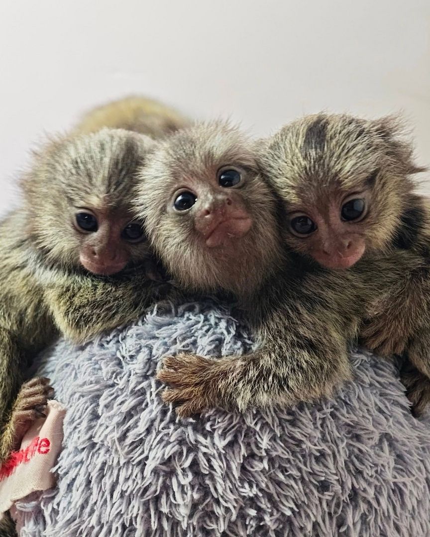 Marmosetten (Seidenäffchen) abzugeben