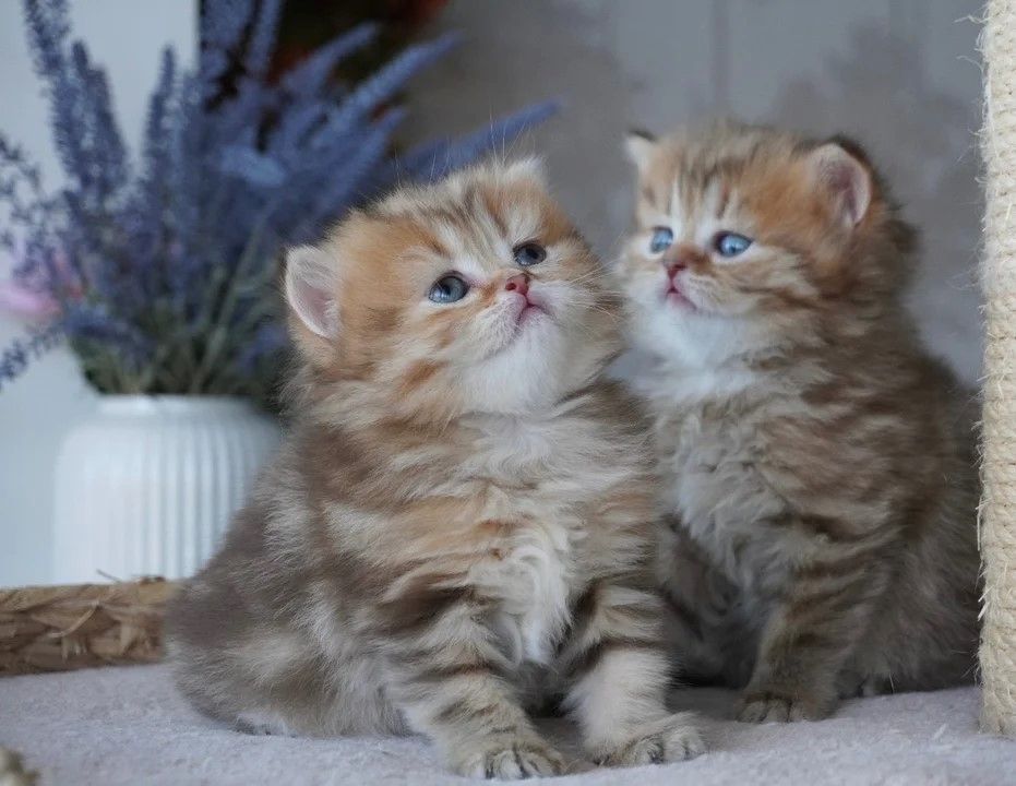 🐾 **Süße Munchkin-Kätzchen zu verkaufen** 🐾