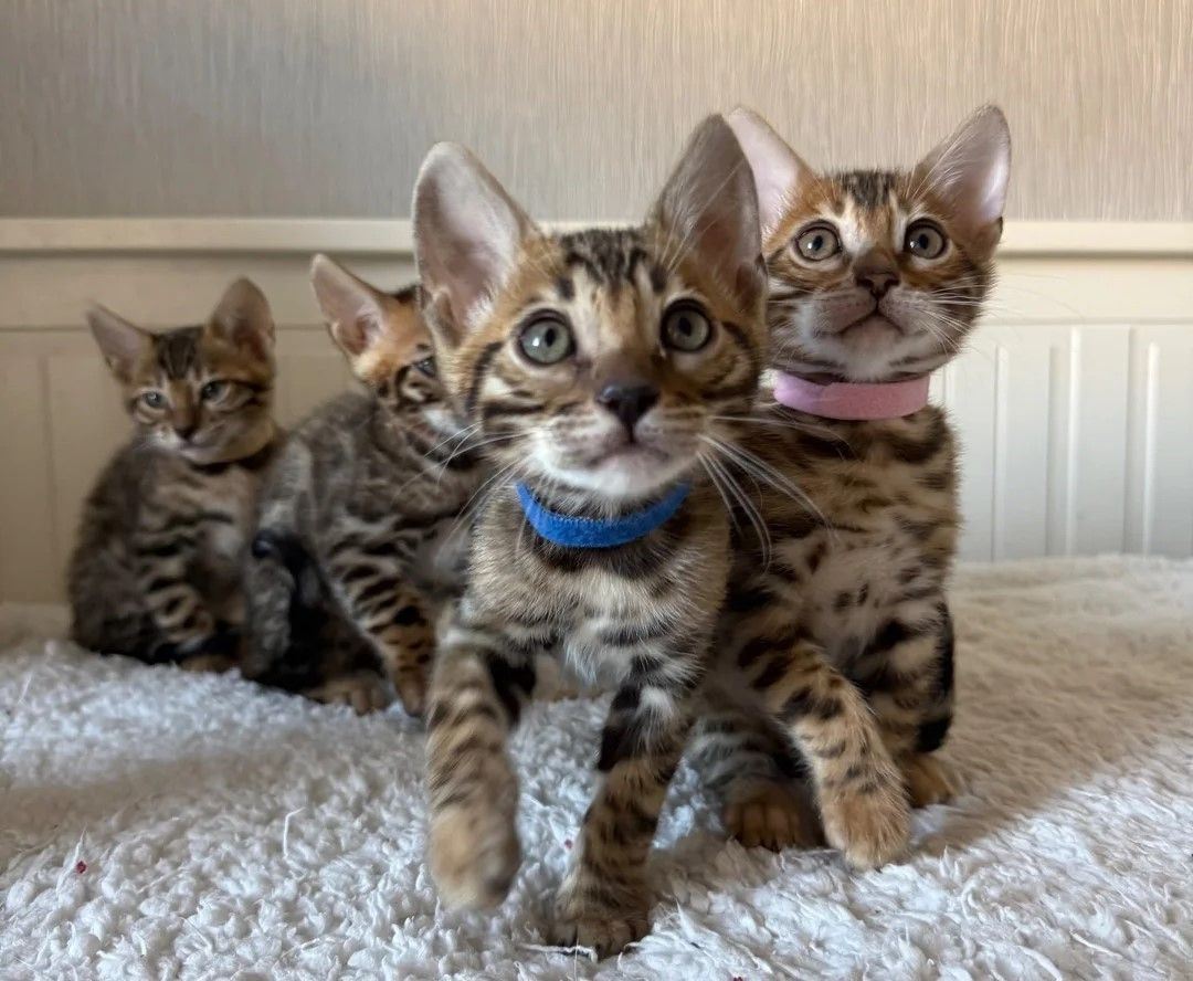 🐾 **Zauberhafte Bengal-Kätzchen zu verkaufen** 🐾
