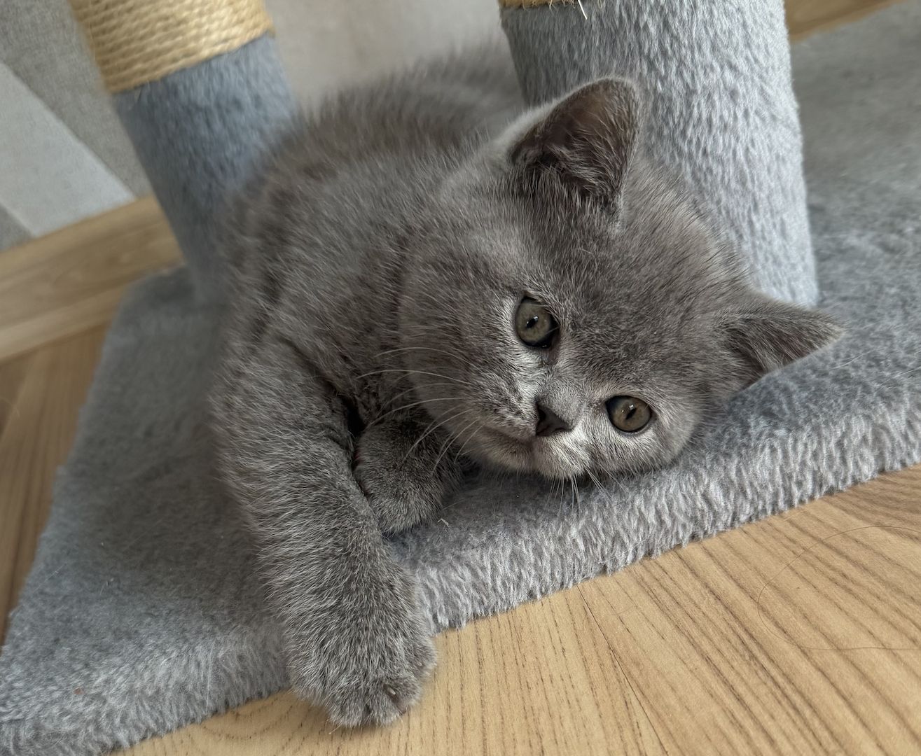 Wunderschöne Zuckersüße Bkh kitten