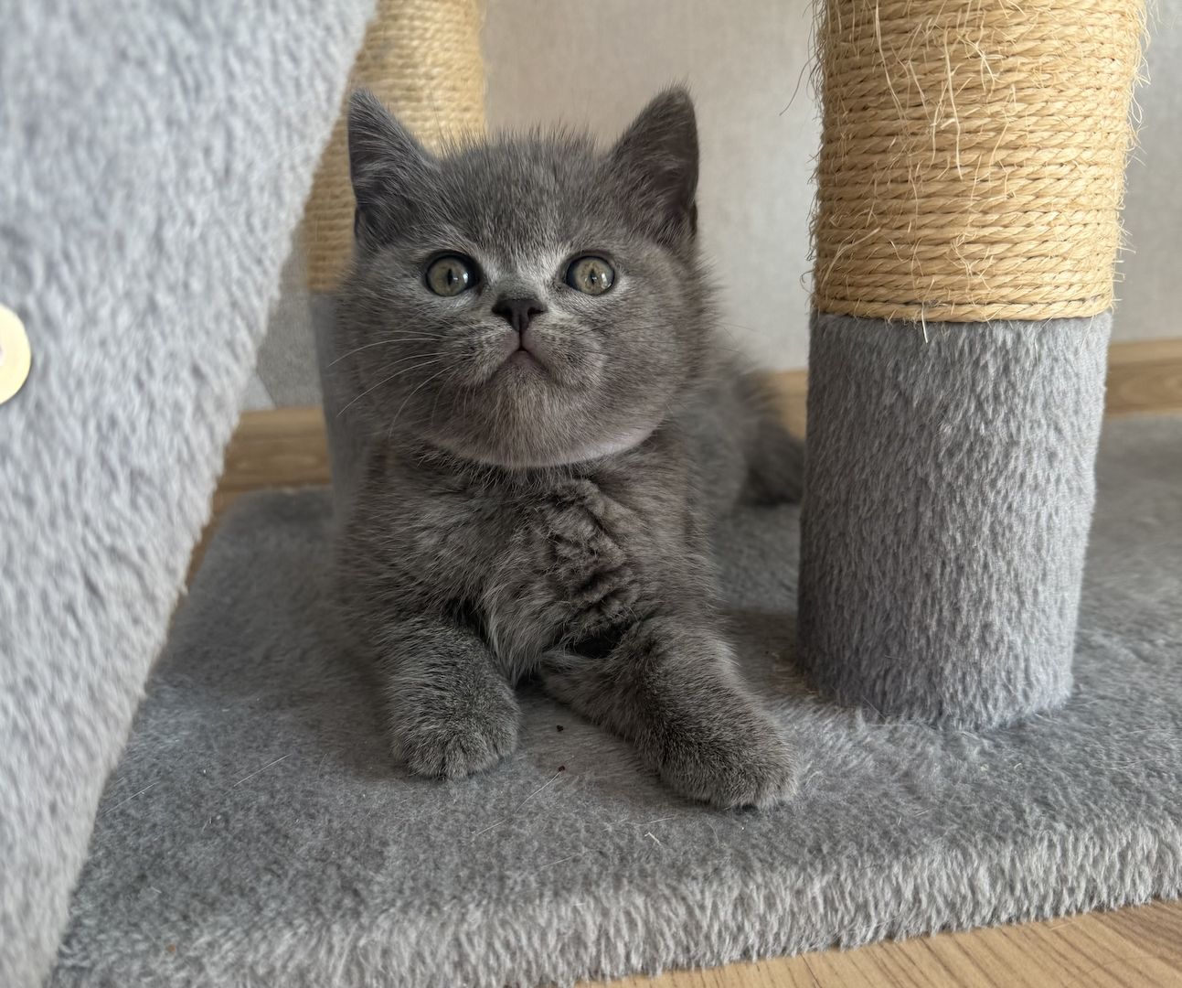 Wunderschöne Zuckersüße Bkh kitten