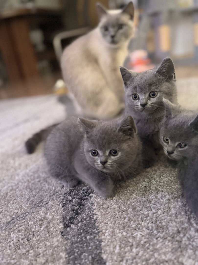 Wunderschöne Zuckersüße Bkh kitten