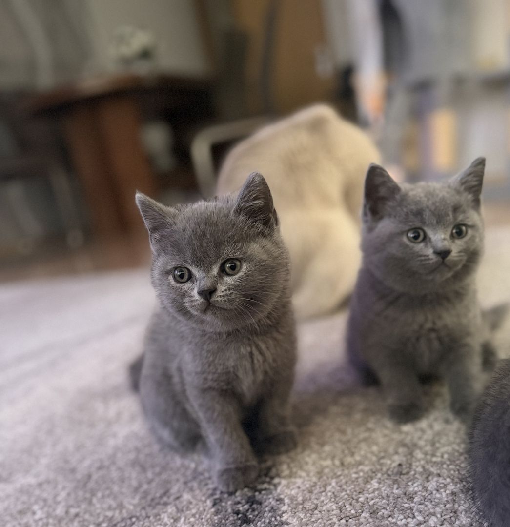 Wunderschöne Zuckersüße Bkh kitten