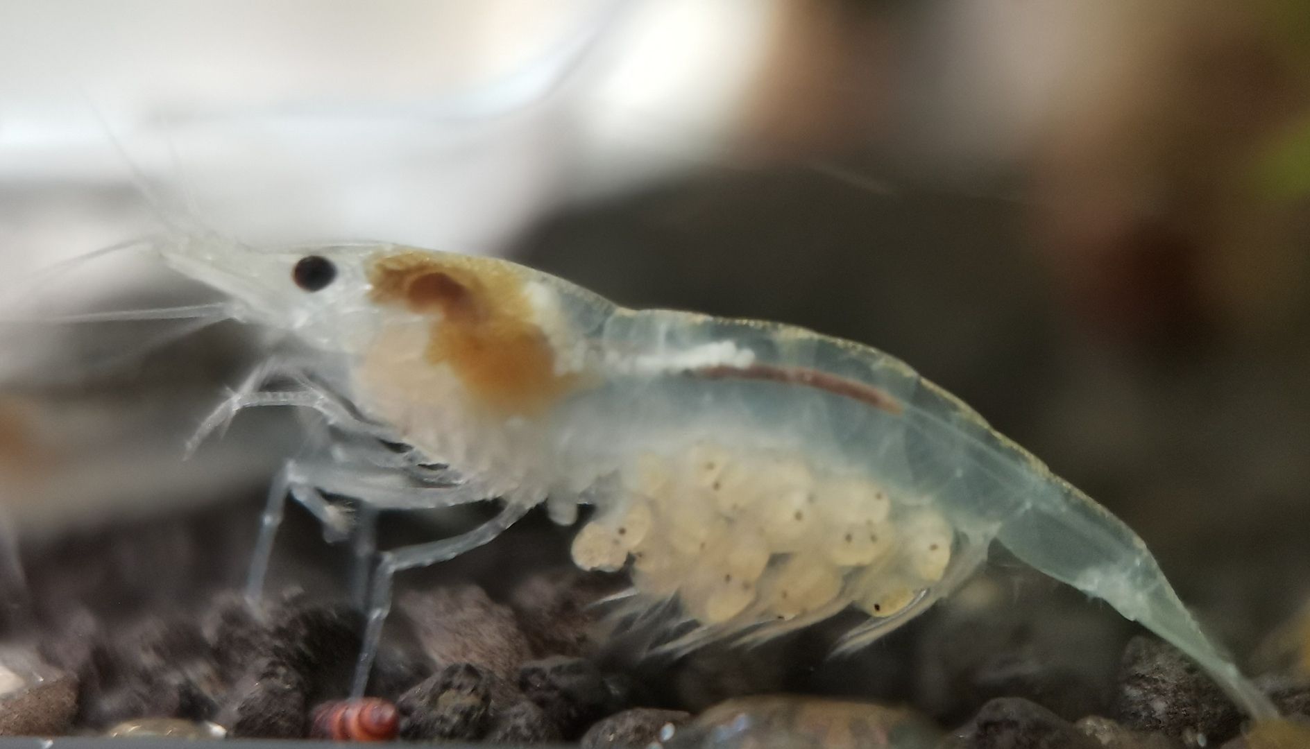 White Pearl Garnele (Neocaridina palmata) weiß 10 St = 15€