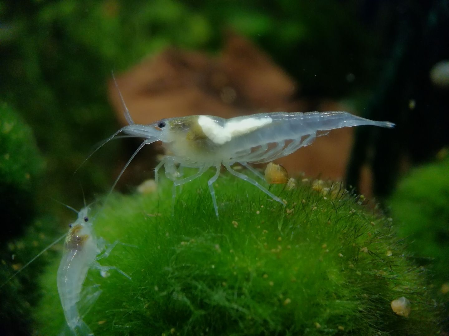 White Pearl Garnele (Neocaridina palmata) weiß 10 St = 15€
