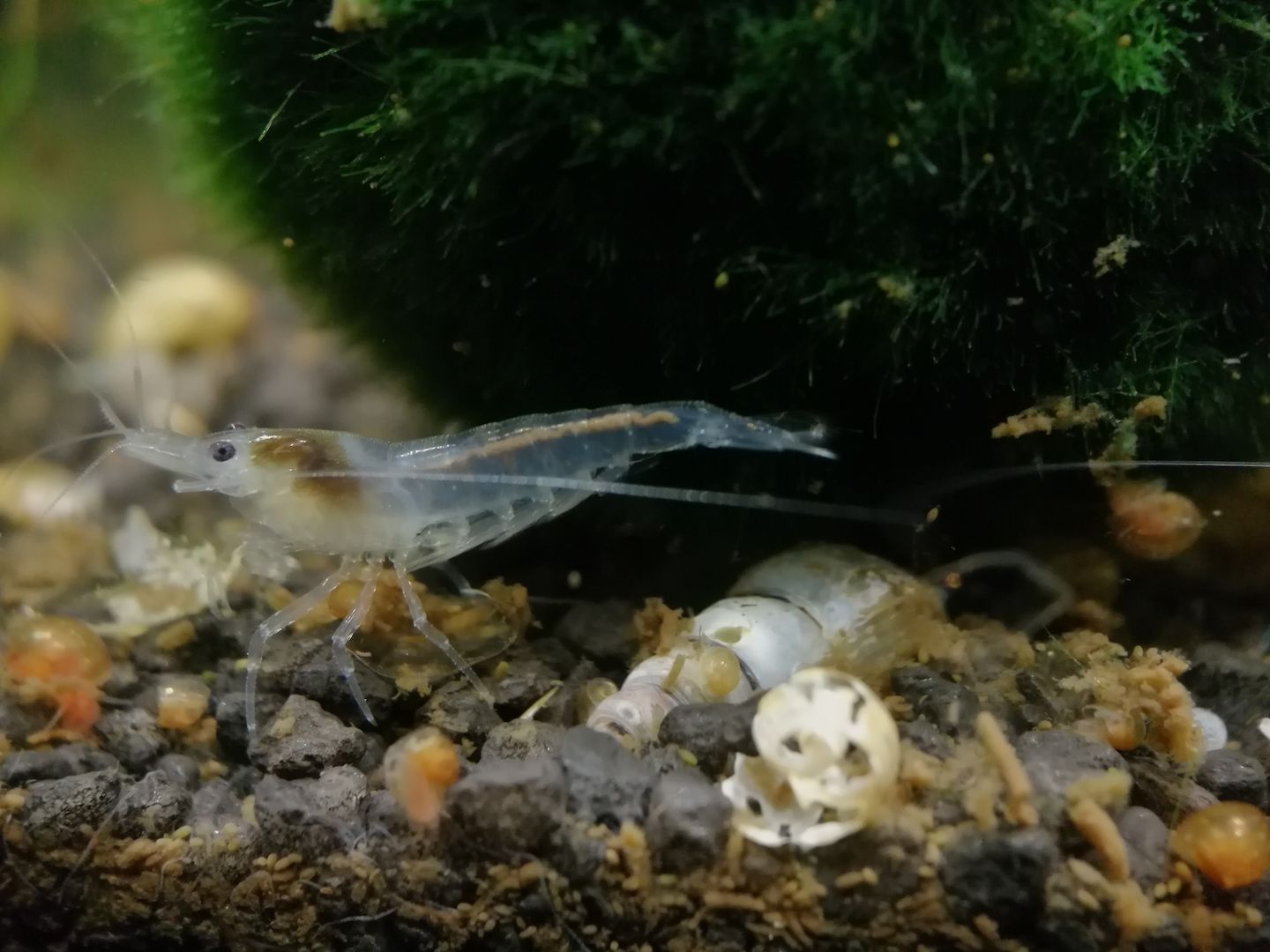 White Pearl Garnele (Neocaridina palmata) weiß 10 St = 15€
