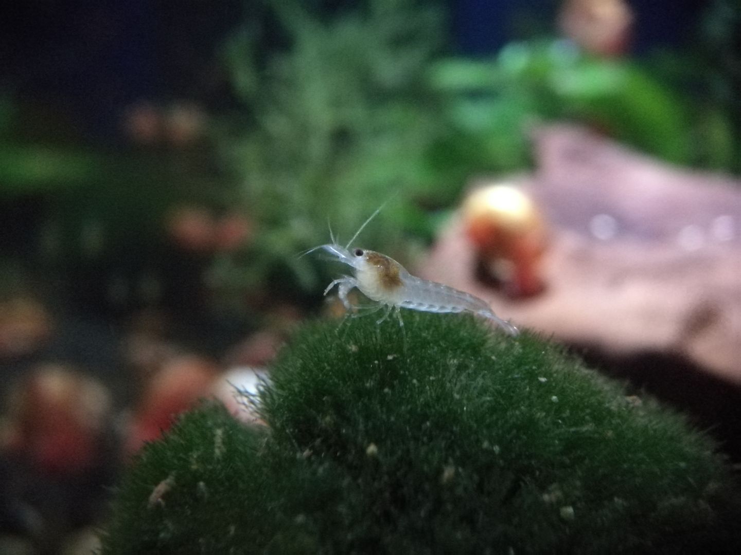 White Pearl Garnele (Neocaridina palmata) weiß 10 St = 15€