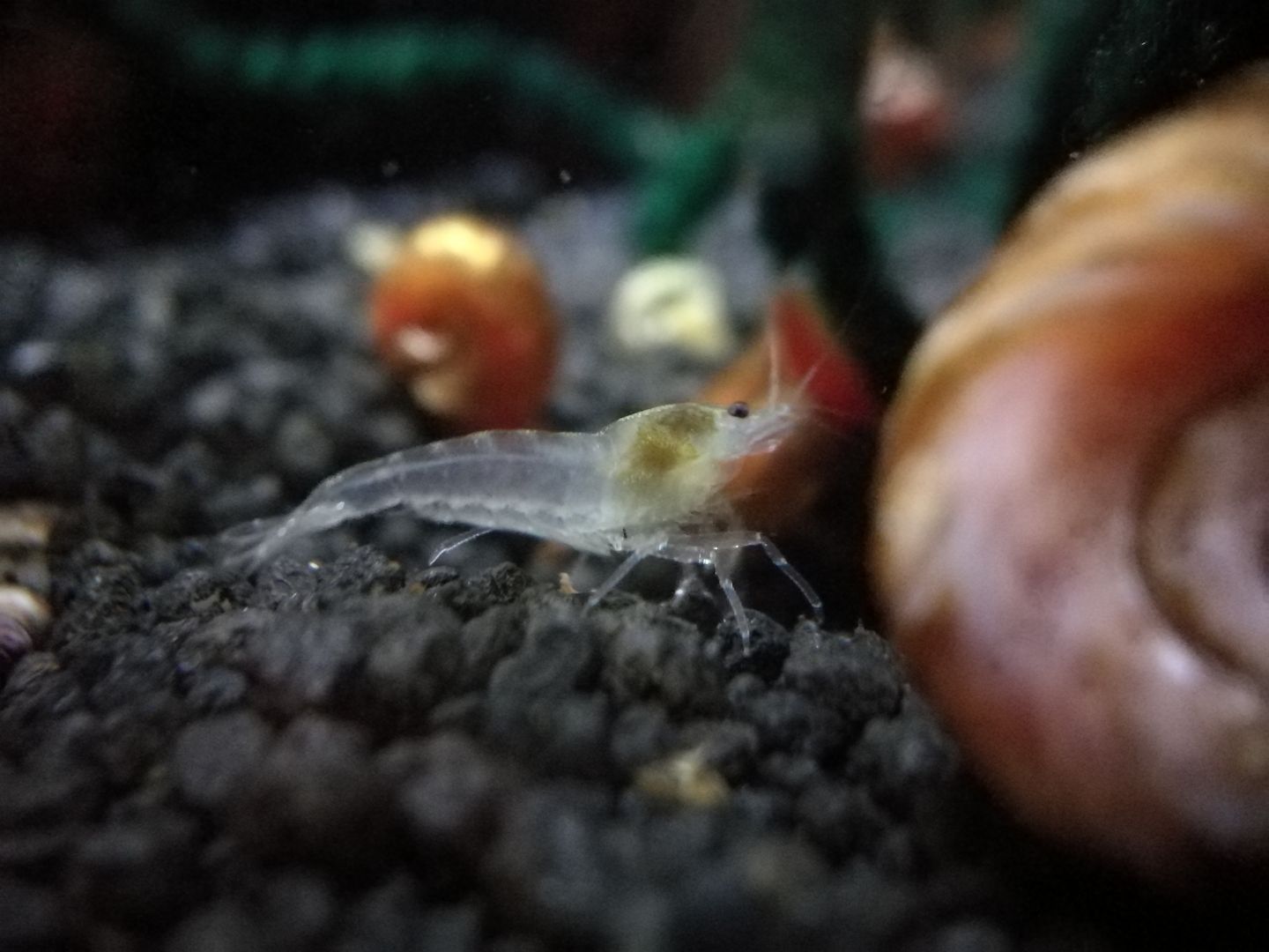 White Pearl Garnele (Neocaridina palmata) weiß 10 St = 15€