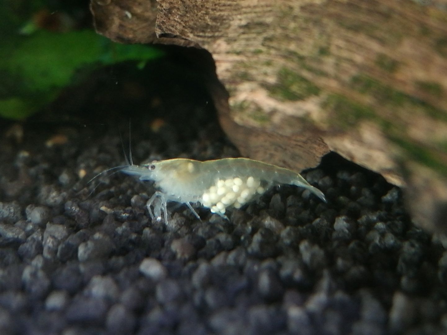 White Pearl Garnele (Neocaridina palmata) weiß 10 St = 15€