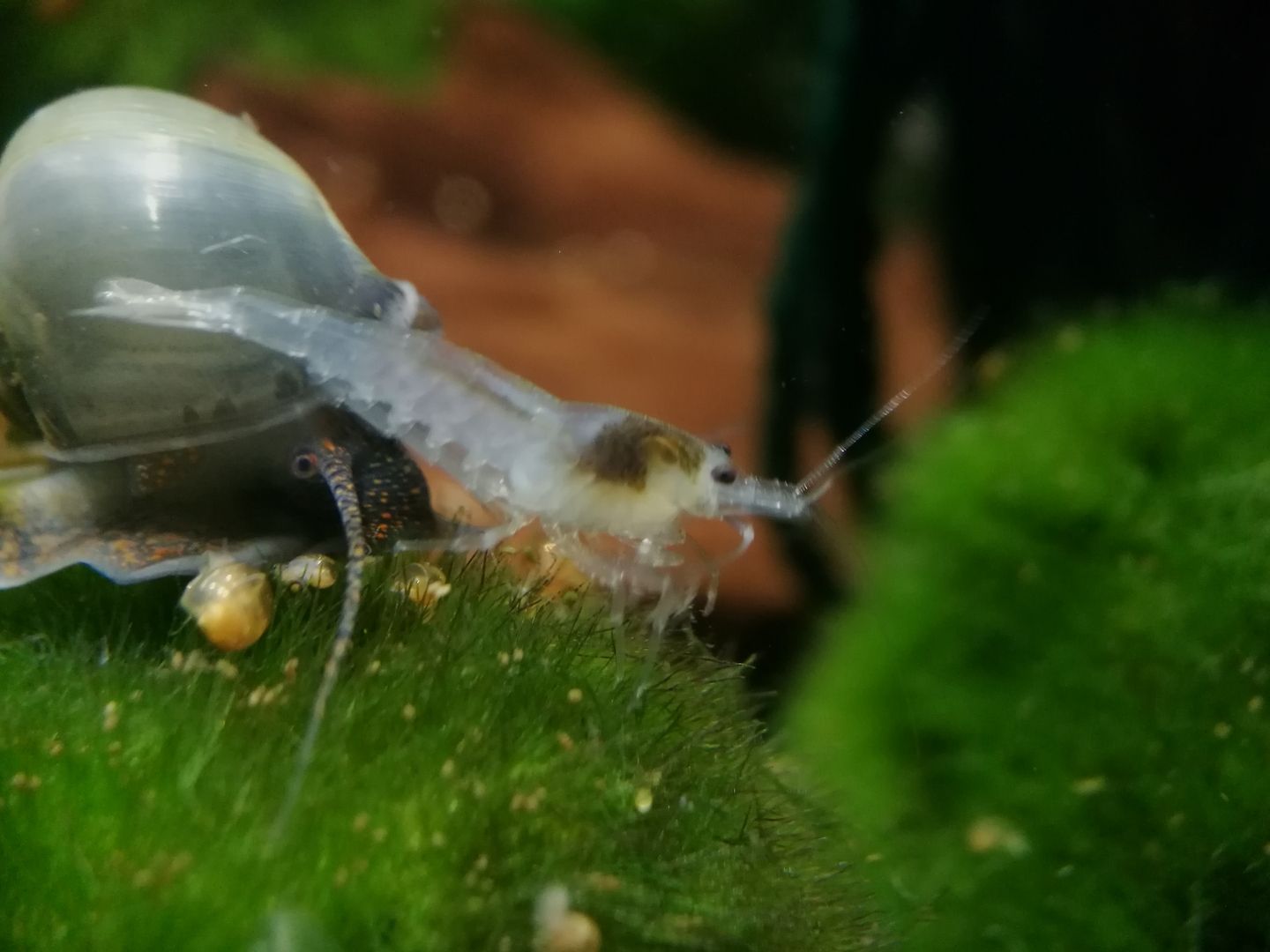 White Pearl Garnele (Neocaridina palmata) weiß 10 St = 15€