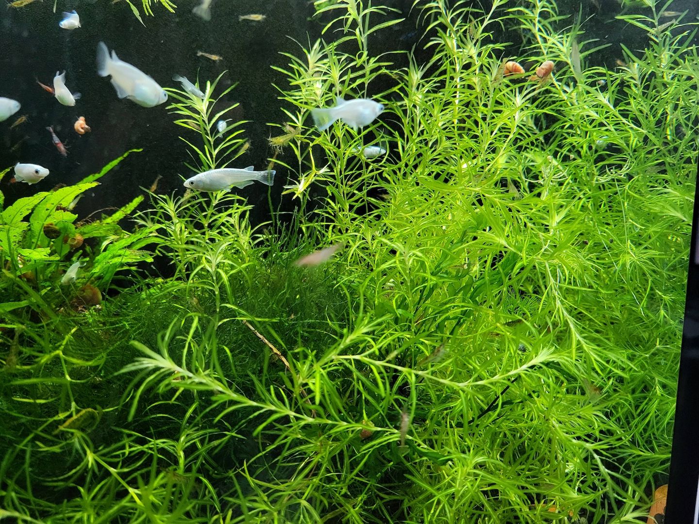 große Portion Nixkraut (Najas guadalupensis) ideal für Garnelen