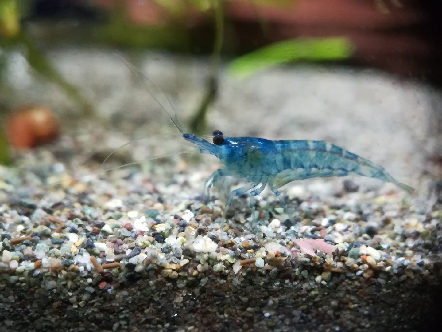 Blue Jelly Garnelen (Neocaridina davidi) hellblau 10 St = 15€