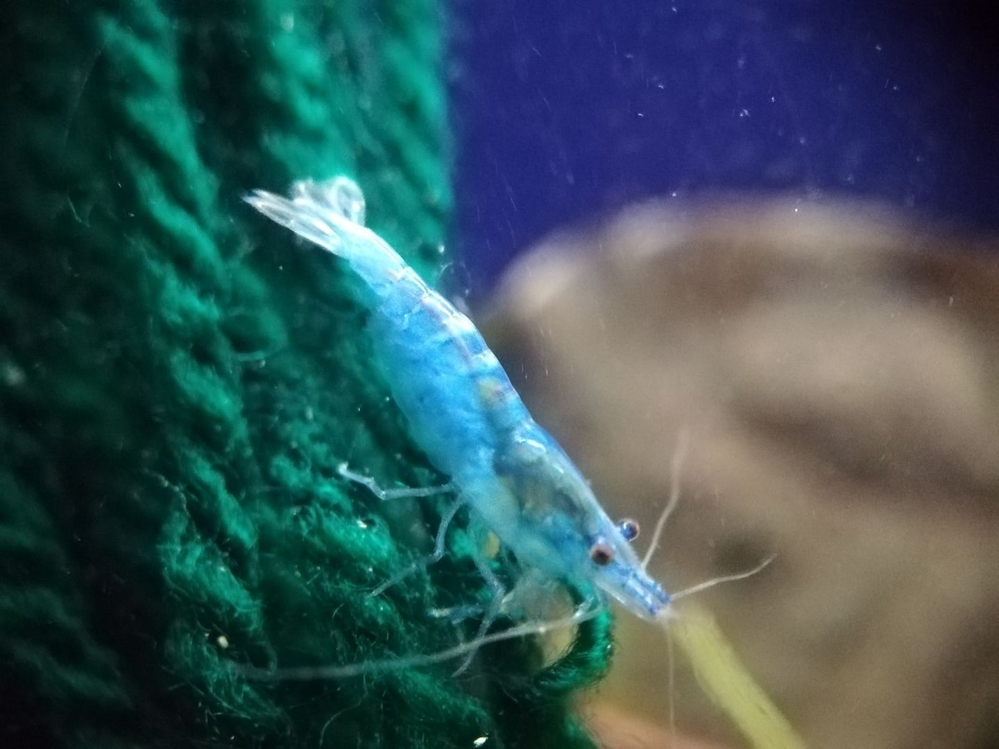 Blue Jelly Garnelen (Neocaridina davidi) hellblau 10 St = 15€