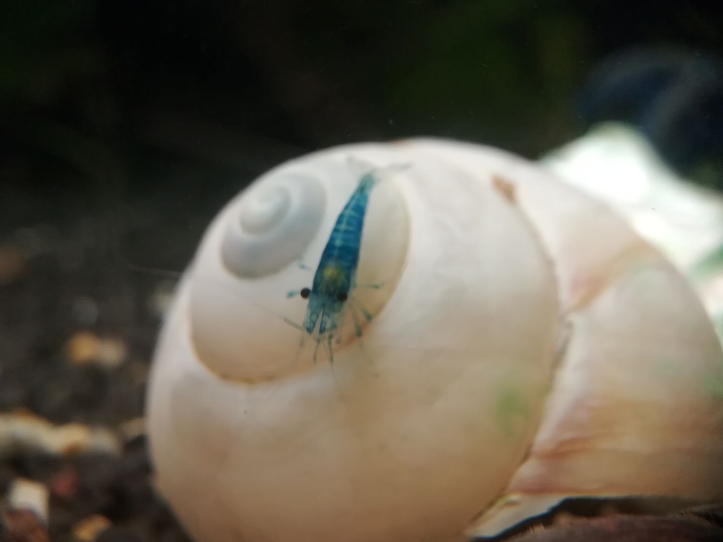 Blue Jelly Garnelen (Neocaridina davidi) hellblau 10 St = 15€