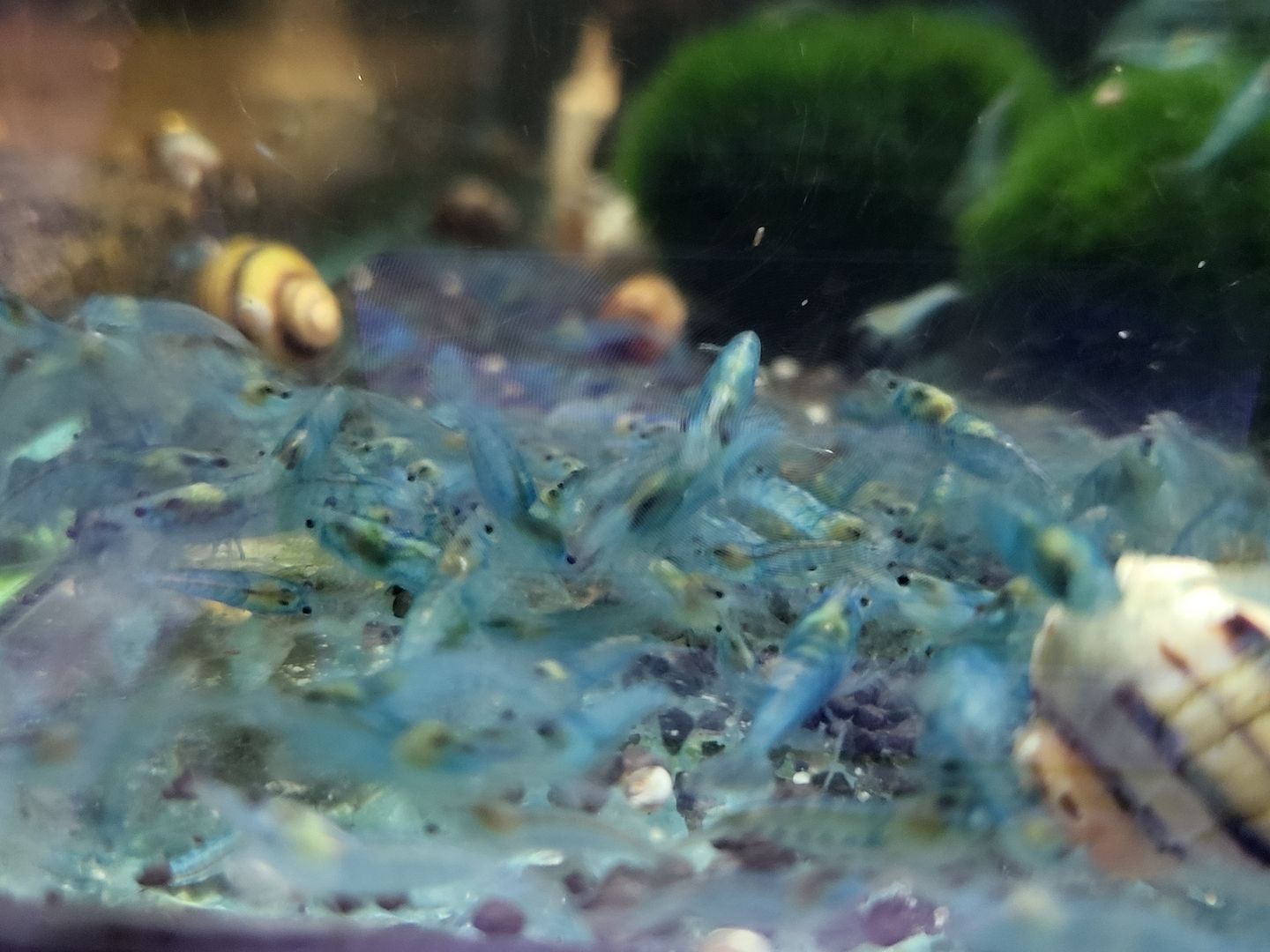 Blue Jelly Garnelen (Neocaridina davidi) hellblau 10 St = 15€