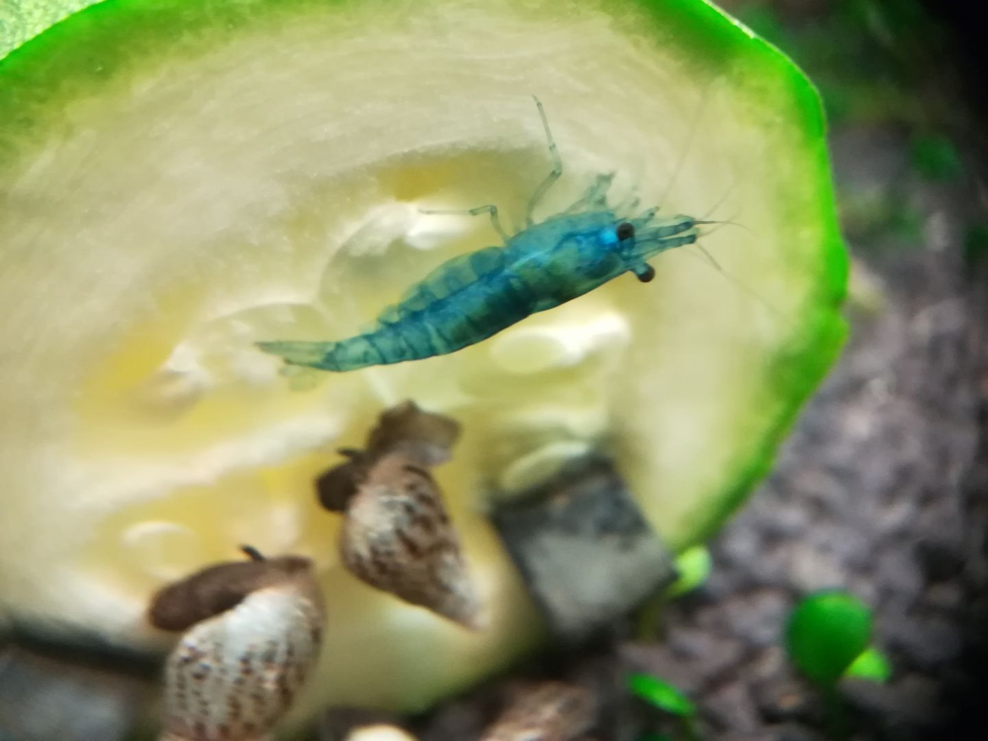 Blue Jelly Garnelen (Neocaridina davidi) hellblau 10 St = 15€