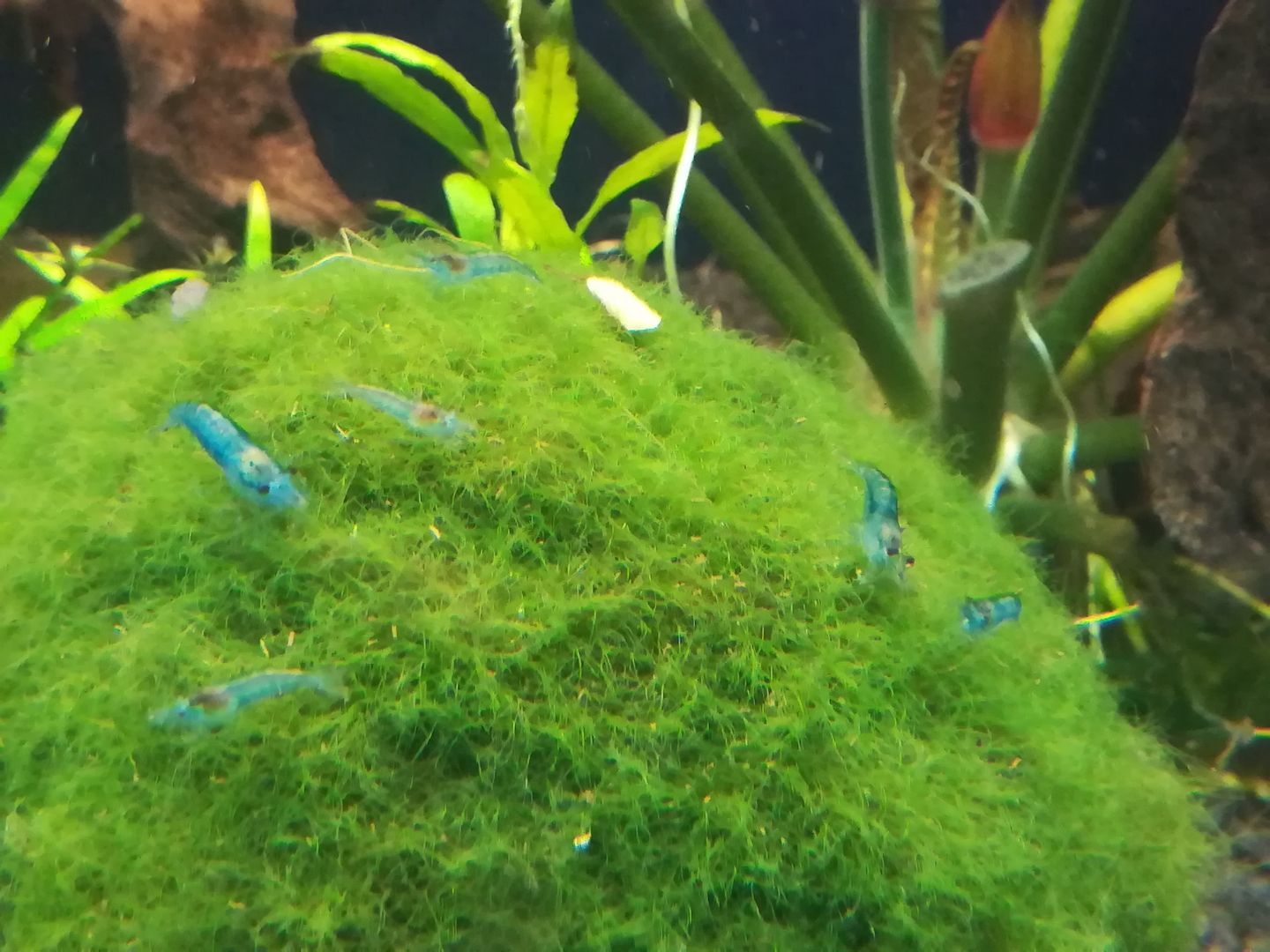 Blue Jelly Garnelen (Neocaridina davidi) hellblau 10 St = 15€