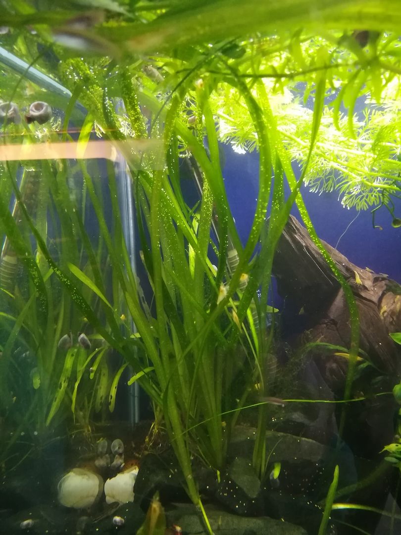 Schraubenvallisnerie (Vallisneria spiralis) Versand möglich