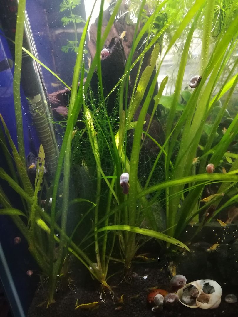 Schraubenvallisnerie (Vallisneria spiralis) Versand möglich