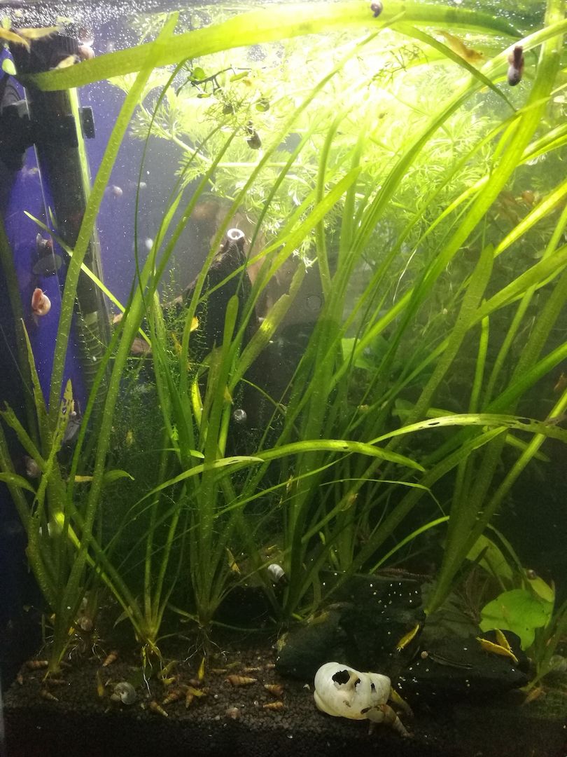 Schraubenvallisnerie (Vallisneria spiralis) Versand möglich
