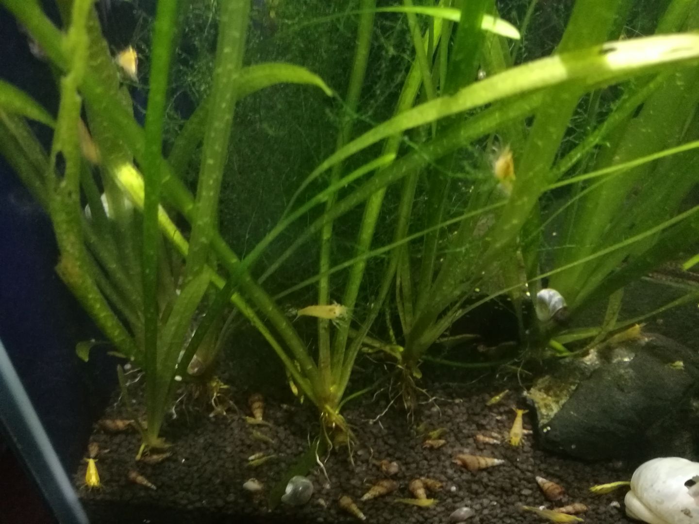 Schraubenvallisnerie (Vallisneria spiralis) Versand möglich