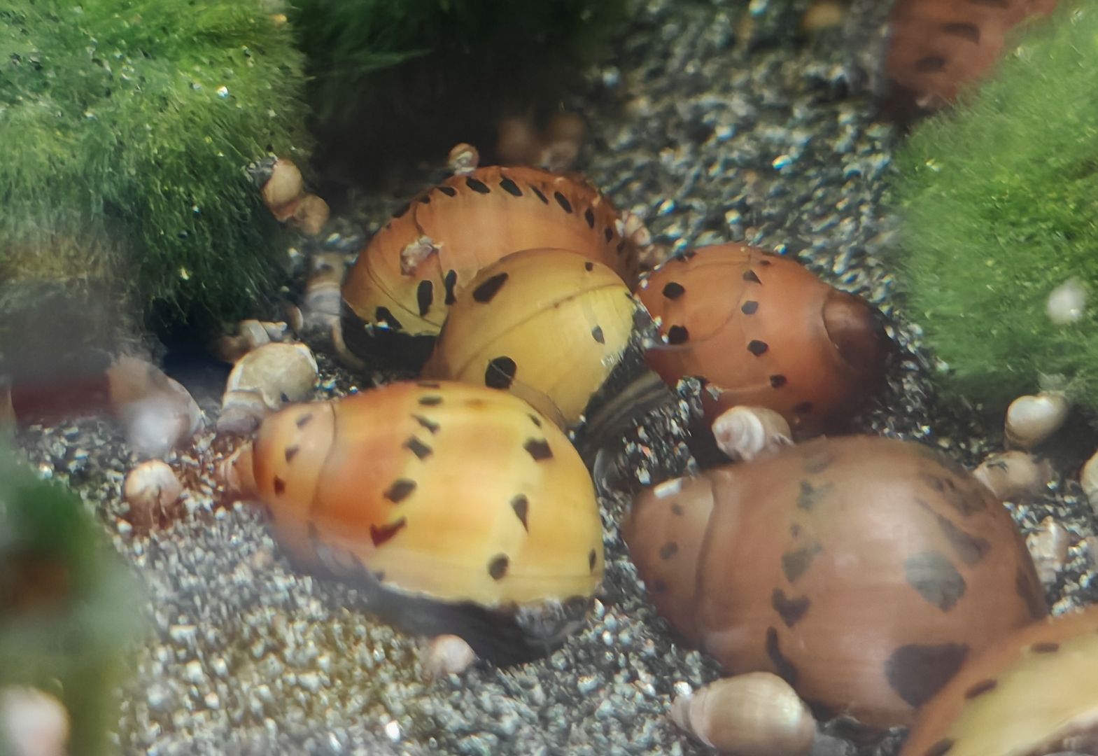 Orange Track Gepunktete Rennschnecke