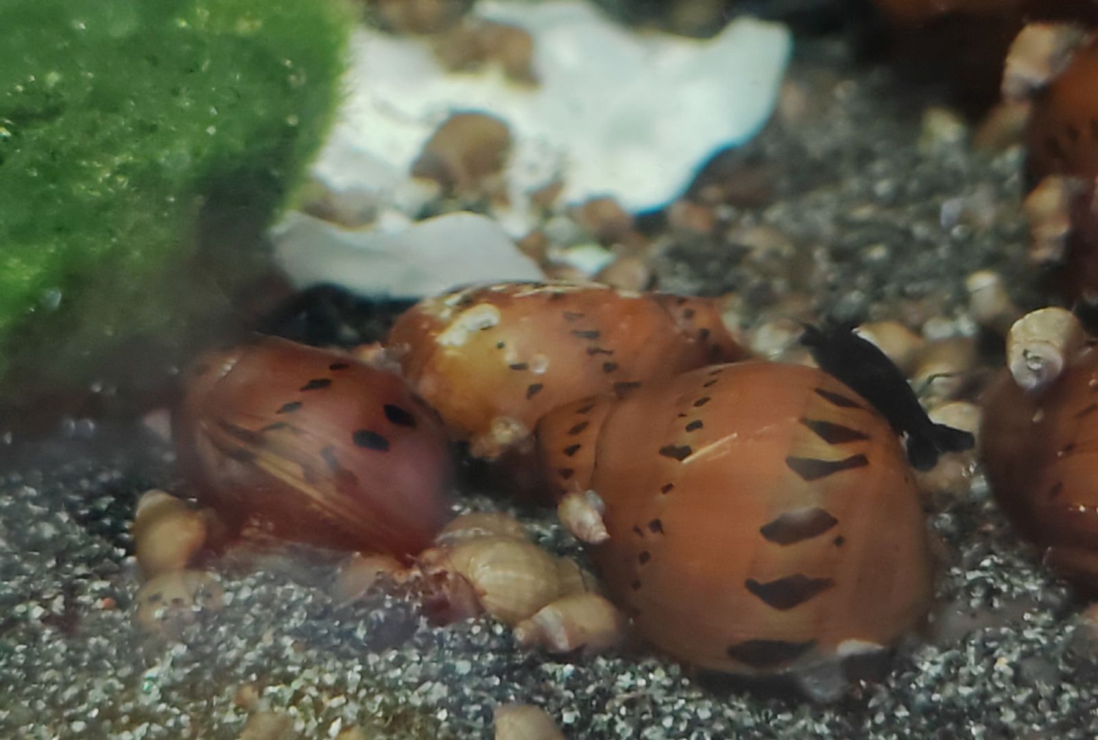 Orange Track Gepunktete Rennschnecke